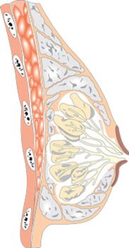 Структурата на женската гърда